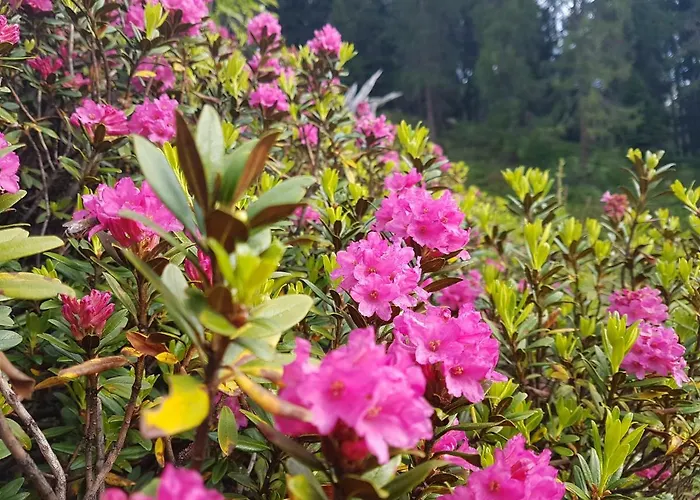 Lägenhet Haus Martina Buchhammer Fendels