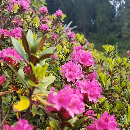 דירה Haus Martina Buchhammer פנדלס